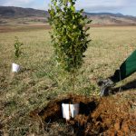 Agroforestry: Enhancing Sustainable Agriculture through Synergistic Forest Integration