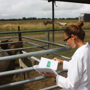 Person conducting livestock health research